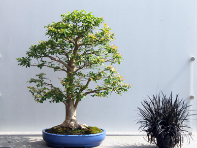 Bonsai 日本盆栽植物