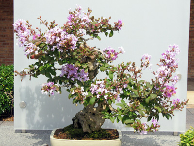 Bonsai 日本盆栽植物