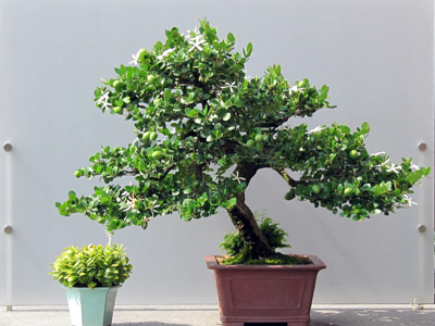 Bonsai 日本盆栽植物