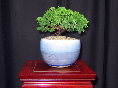 Bonsai 日本盆栽植物