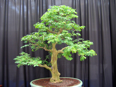 Bonsai 日本盆栽植物