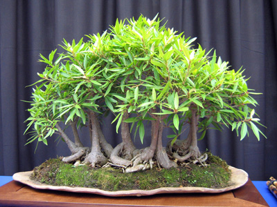 Bonsai 日本盆栽植物