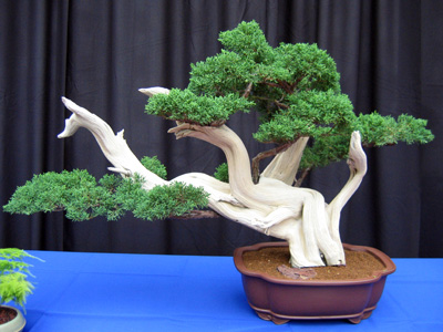 Bonsai 日本盆栽植物