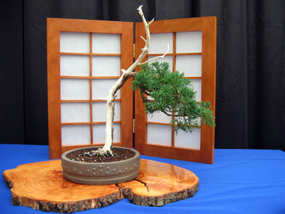 Bonsai 日本盆栽植物