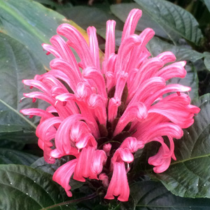 Brazilian plume flower (Justicia carnea) 珊瑚花