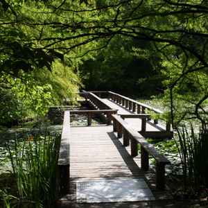 	•	Bridge in the woods 林中的小橋