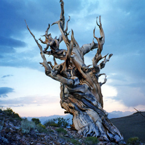 A Bristlecone Pine in the White Mountains of California.