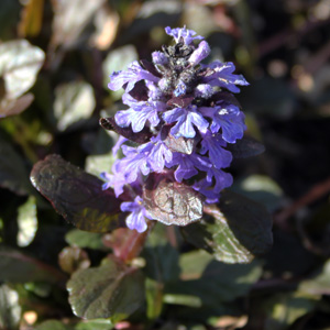 Bugleweed (Ajuga) 夏枯草