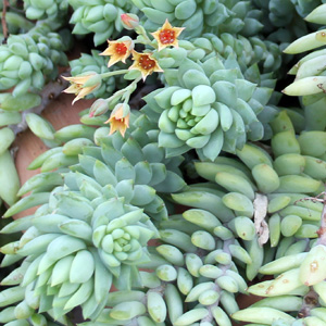 Burro's Tail 新玉綴