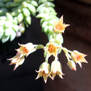 Burro's Tail 新玉綴