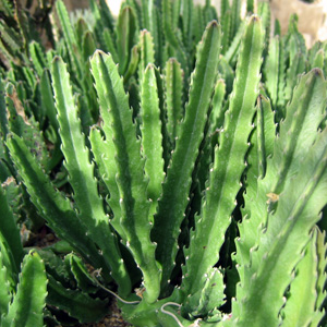 Cactus 仙人掌 (Monaco摩納哥）