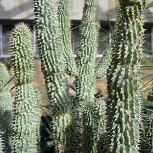 Cactus 仙人掌 