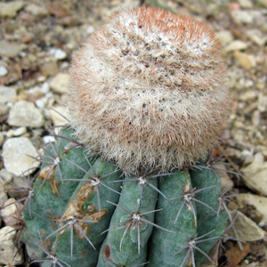 Cactus 仙人掌 (Monaco摩納哥）