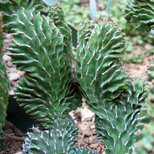 Cactus 仙人掌 (Monaco摩納哥）