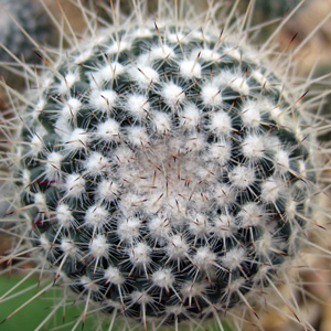 Cactus 仙人掌 (Monaco摩納哥）