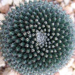 Cactus 仙人掌 (Monaco摩納哥）