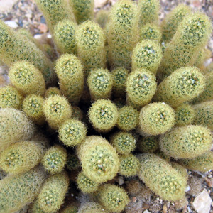 Cactus 仙人掌 