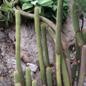 Cactus 仙人掌 (Monaco摩納哥）