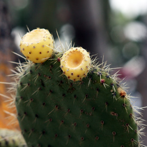 Prickly Pear Cactus 兔耳仙人掌