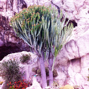 Cactus 仙人掌 (Monaco摩納哥）