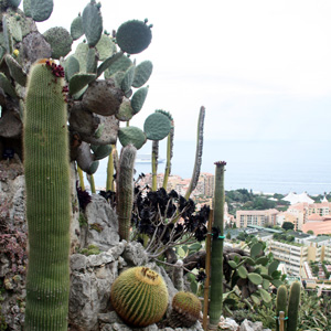 Cactus 仙人掌 (Monaco摩納哥）