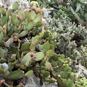 Cactus 仙人掌 (Monaco摩納哥）