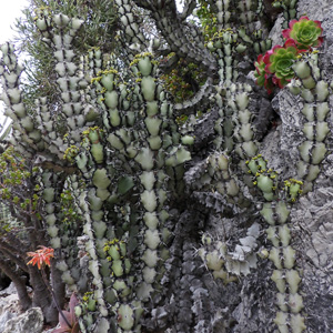 Cactus 仙人掌 (Monaco摩納哥）