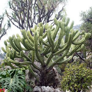 Cactus 仙人掌 (Monaco摩納哥）