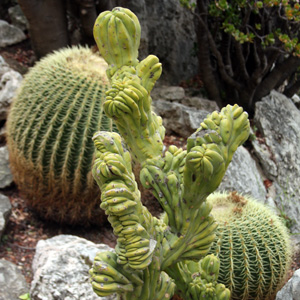 Cactus 仙人掌 (Monaco摩納哥）