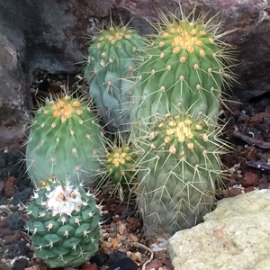 Echinopsis Cactus 刺蝟仙人掌