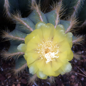 cactus flower 仙人掌花