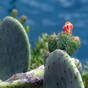 Cactus 仙人掌 (Monaco摩納哥）