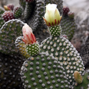 Cactus Flowers 仙人掌花 (Monaco摩納哥）