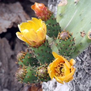 Cactus Flowers 仙人掌花