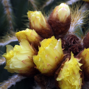 Cactus Flowers 仙人掌花 (Monaco摩納哥）