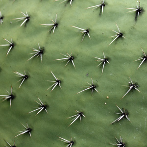 Cactus Spine 仙人掌的刺