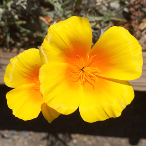 California poppy (Eschscholzia californica) 花菱草