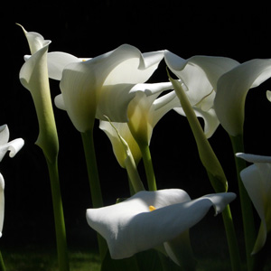 White Calla Lily