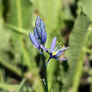 Camas (Camassia leichtlinii) 美克蓮 Native Range: Northwest America (原產地在西北美洲) Bloom time: May to August (開花時間: 5-8月) Bloom description: Purple (紫花) Height: 0.3 to 0.75 m (高度至0.3-0.75米)  Photo: Rocky Mountain-美國落磯山脈