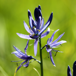 Camas (Camassia leichtlinii) 美克蓮 Native Range: Northwest America (原產地在西北美洲) Bloom time: May to August (開花時間: 5-8月) Bloom description: Purple (紫花) Height: 0.3 to 0.75 m (高度至0.3-0.75米)  Photo: Rocky Mountain-美國落磯山脈