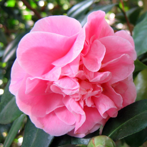 Camellia 山茶花