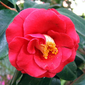 Camellia 山茶花