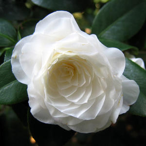 Camellia (Camellia japonica) 山茶花