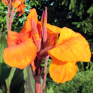 Canna (Canna x generalis 'Pretoria') 美人蕉  Bloom time: Summer (開花時間: 夏天) Bloom description: Orange-yellow (橘黃花瓣) Sun: Full sun (全日照) Height: 5 to 6 feet (植株高度在5至6英尺)