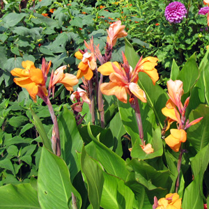 Canna (Canna x generalis 'Pretoria') 美人蕉  Bloom time: Summer (開花時間: 夏天) Bloom description: Orange-yellow (橘黃花瓣) Sun: Full sun (全日照) Height: 5 to 6 feet (植株高度在5至6英尺)