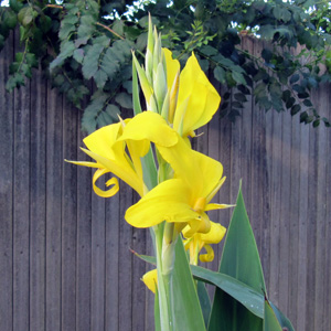 Canna 美人蕉   Bloom time: Summer (開花時間: 夏天) Bloom description: Yellow (黃花瓣) Sun: Full sun (全日照) Height: 5 to 6 feet (植株高度在5至6英尺)