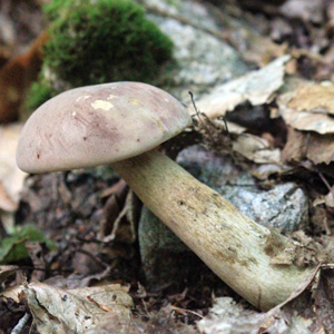 Mushroom from Cape Breton Islan