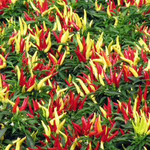 Hot Pepper (Capsicum annuum) 朝天椒  Bloom time: Summer to frost (開花時間從夏天至結霜) Bloom and fruit description: White flower and fruit in many colors, edible (開白花，多種顏色的果實，可食) Sun: Full sun (全日照) Height: 0.83 to 3 feet 植株高度在0.83至3英尺