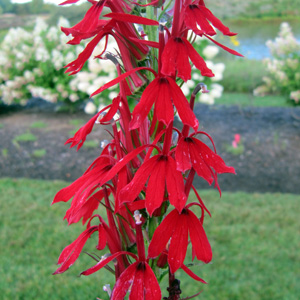 Cardinal flower (Lobelia cardinalis) 紅花半邊蓮