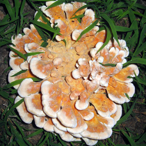 Sulfur or Chicken mushroom-Laetiporus (硫磺菌)